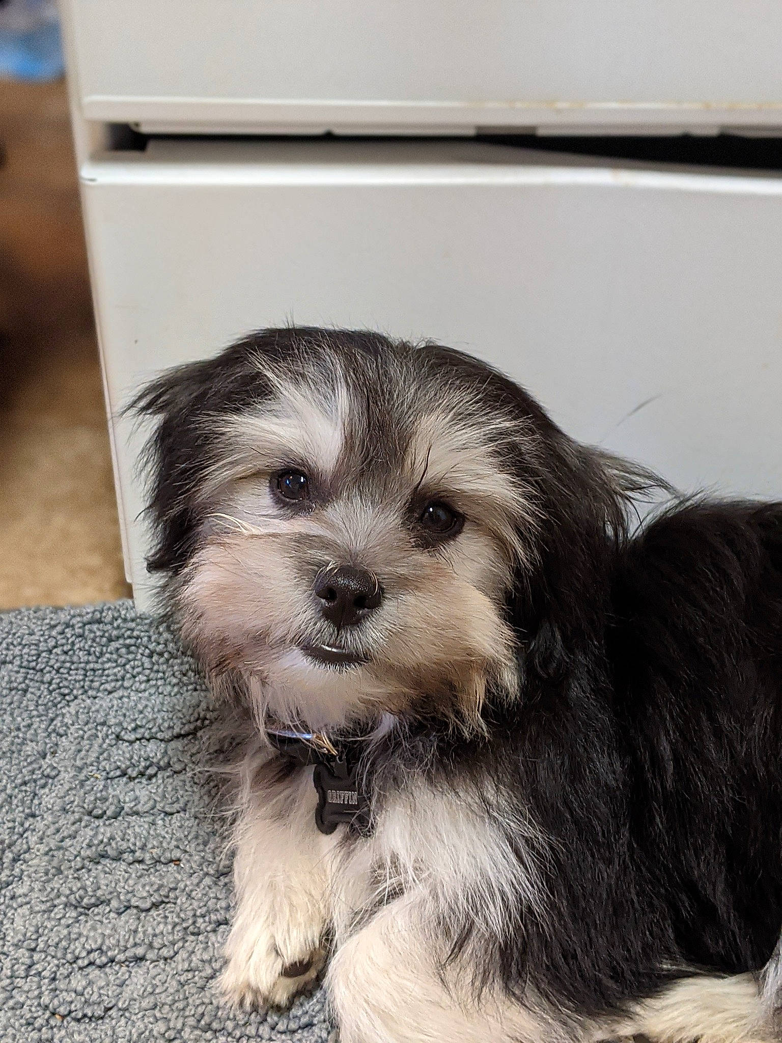 Griffin is registered to the contest to win money with this photo: canidae, carnivore, companion_dog, dog, dog_breed, flooring, fur, liver, maltepoo, paw, puppy_love, shih_poo, small_terrier, snout, sporting_group, terrestrial_animal, terrier, toy_dog, whiskers, working_animal