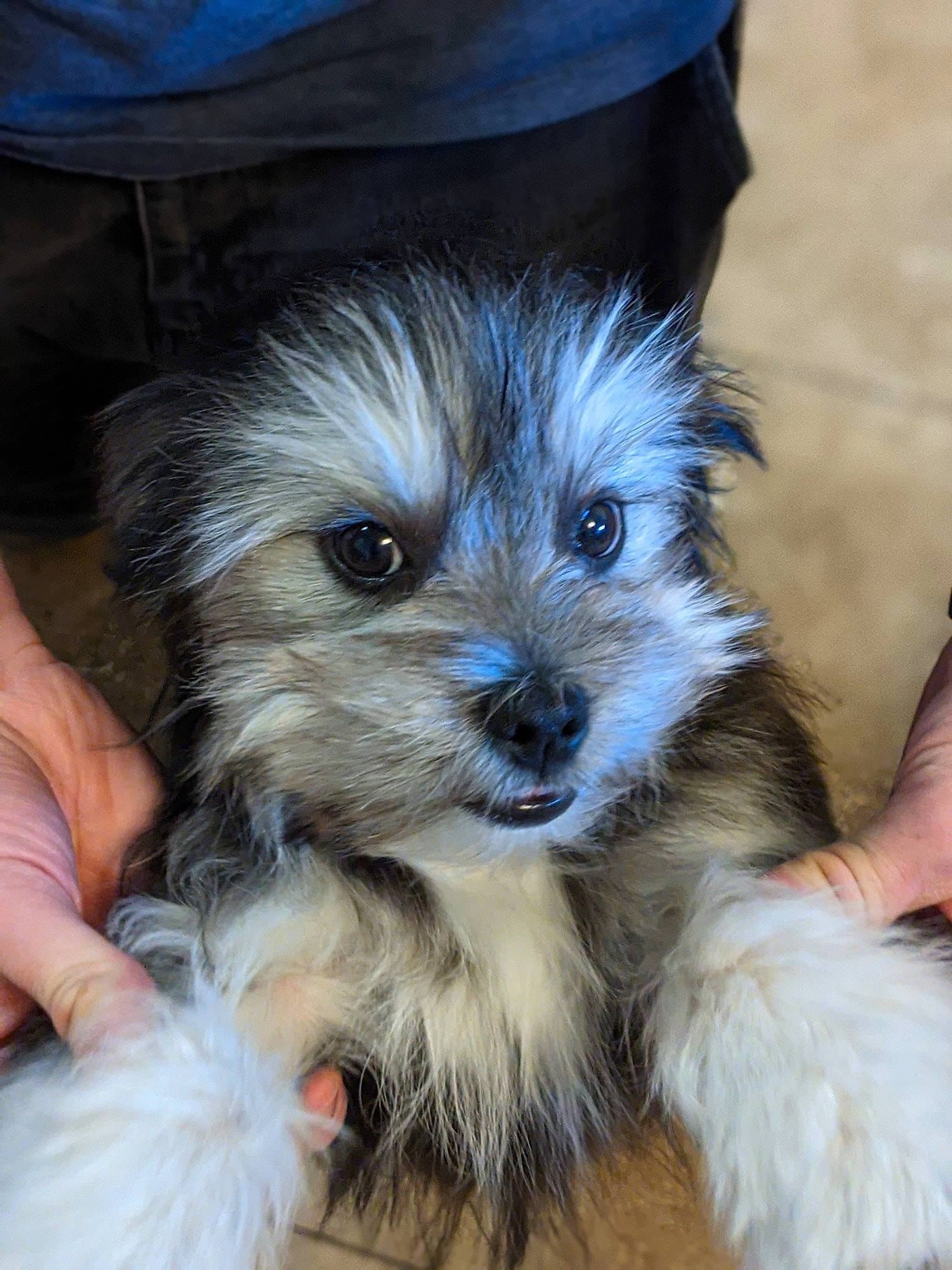 Griffin joined the competition — help win amazing prizes! ball, biewer_terrier, carnivore, companion_dog, dog, dog_breed, dog_supply, fawn, fur, maltepoo, plant, puppy_love, shih_poo, small_terrier, snout, sporting_group, terrier, toy_dog, whiskers, yorkipoo