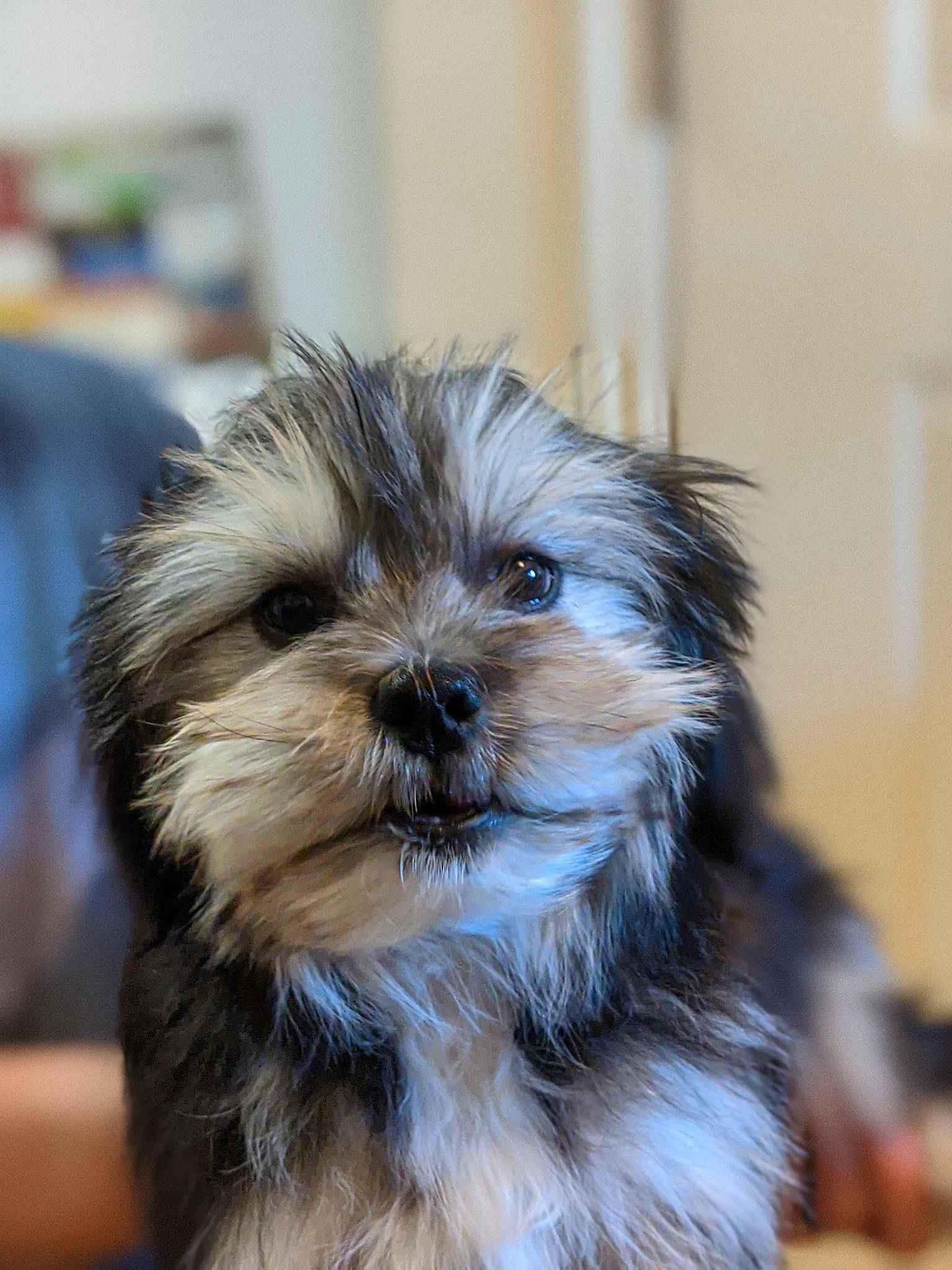Griffin is registered to the contest to win money with this photo: biewer_terrier, canidae, carnivore, companion_dog, dog, dog_breed, fur, liver, maltepoo, pekapoo, poodle_crossbreed, shih_poo, small_terrier, snout, sporting_group, terrestrial_animal, terrier, toy_dog, whiskers, working_animal