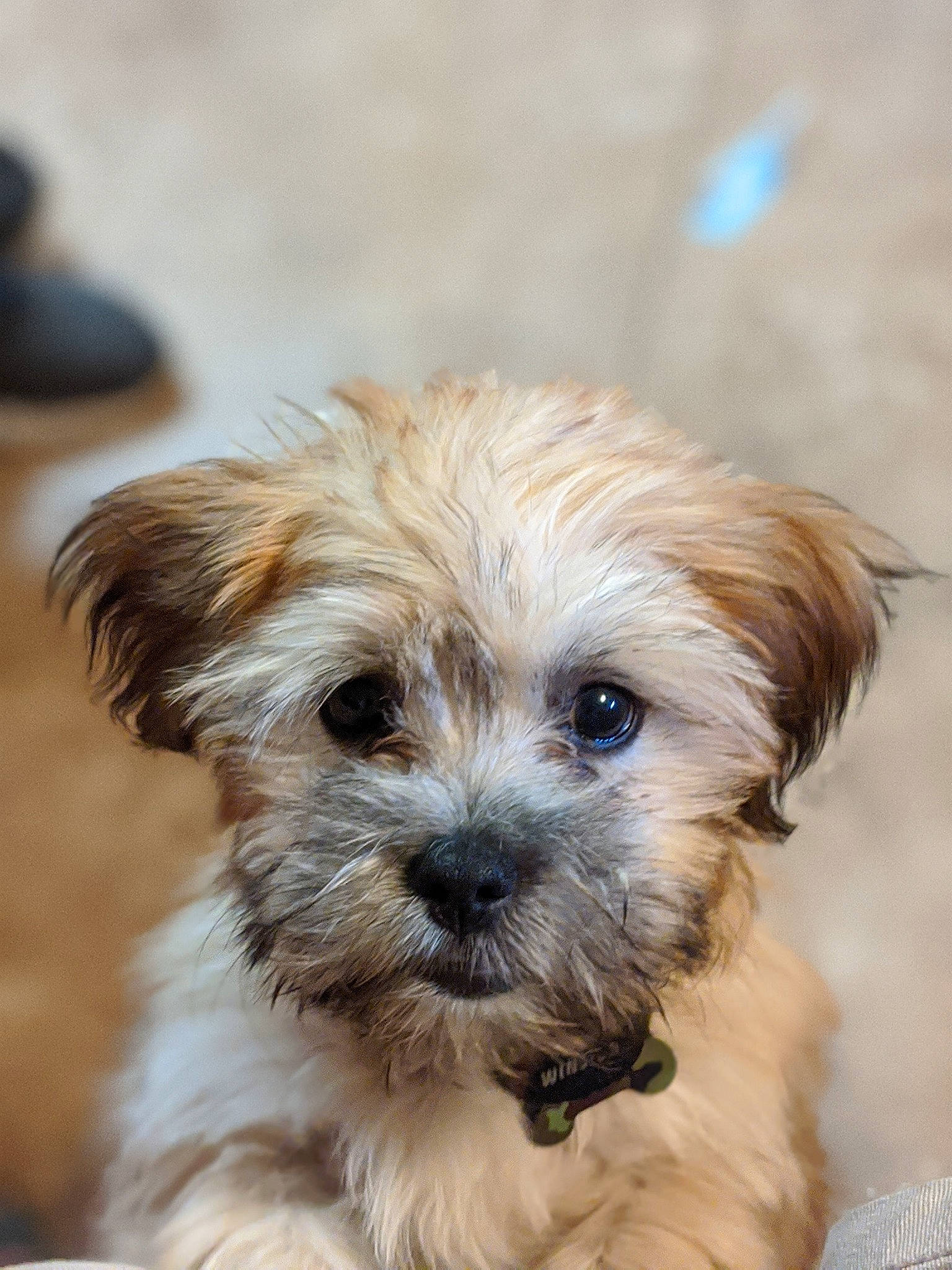 Winston is registered to the contest to win money with this photo: biewer_terrier, canidae, carnivore, companion_dog, dog, dog_breed, fur, liver, mal_shi, maltepoo, poodle_crossbreed, puppy_love, shih_poo, small_terrier, snout, sporting_group, terrier, toy_dog, water_dog, working_animal