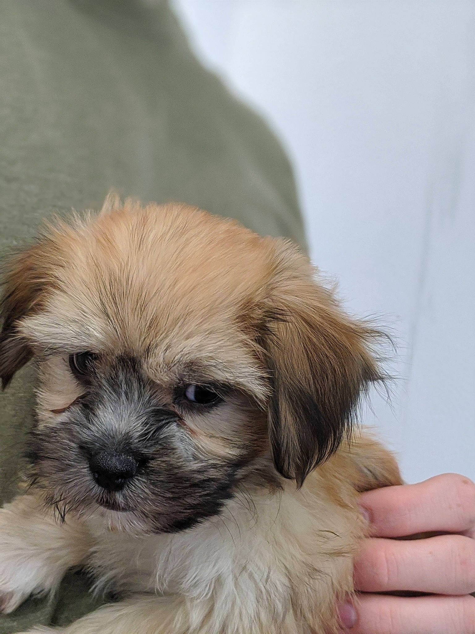 Winston is registered to the contest to win money with this photo: ancient_dog_breeds, canidae, carnivore, companion_dog, dog, dog_breed, eye, fawn, fur, liver, maltepoo, puppy_love, shih_tzu, sporting_group, terrestrial_animal, tibetan_spaniel, toy_dog, whiskers, working_animal, wrinkle