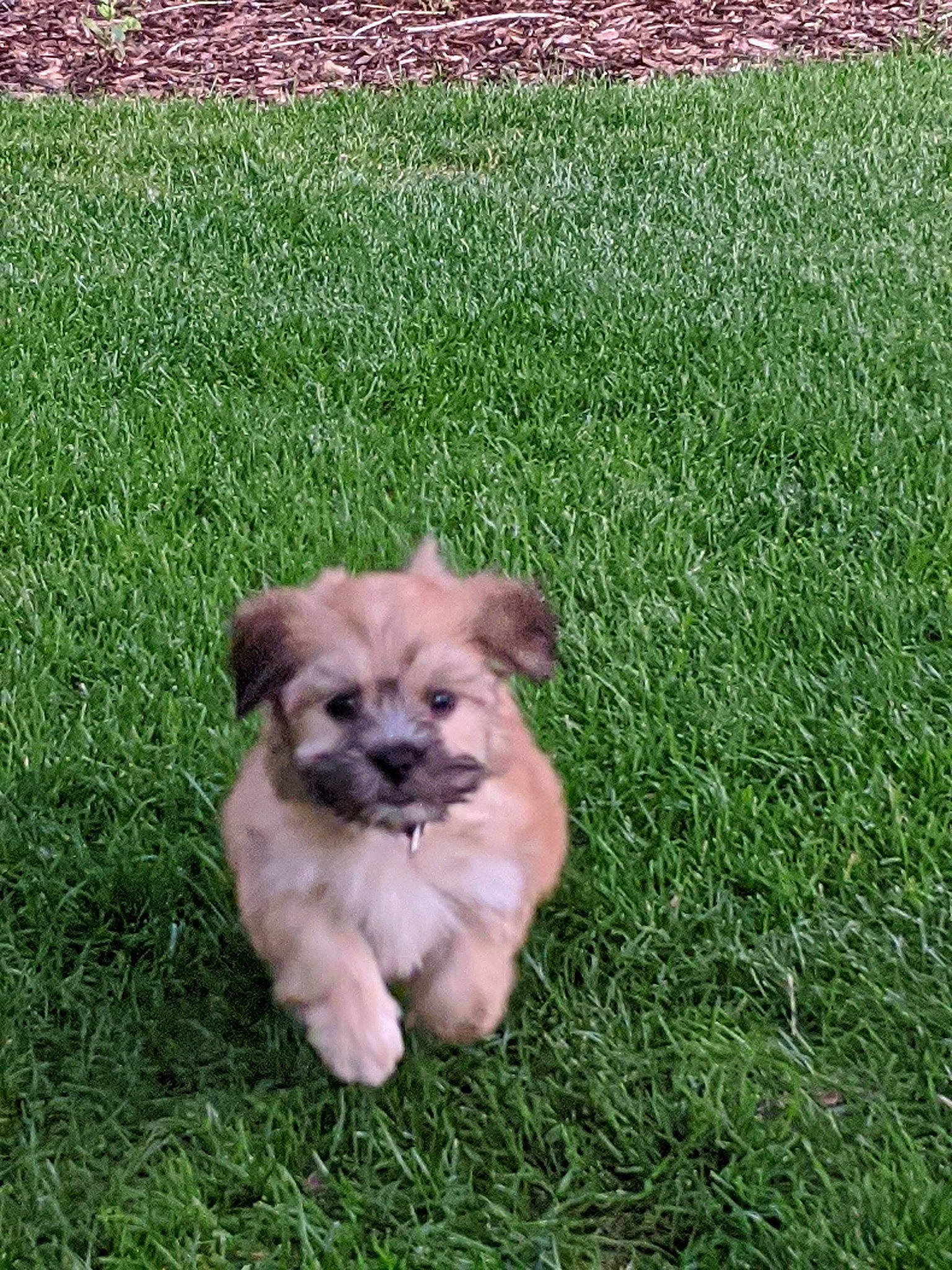 Winston joined the competition — help win amazing prizes! ancient_dog_breeds, canidae, carnivore, companion_dog, dog, dog_breed, fawn, field, garden, grass, grassland, groundcover, lawn, non_sporting_group, plant, puppy, sporting_group, terrestrial_animal, toy_dog, working_animal