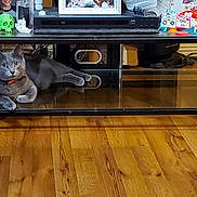 Mow Mow joined the competition — help win amazing prizes! cat, gray_cat, pet, feline, animal, lying_down, indoors, living_room, tv_stand, glass, furniture, hardwood_floor, home, shelf, electronics, collar, red_collar, relaxed, portrait, household