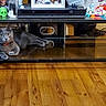 cat, gray_cat, pet, feline, animal, lying_down, indoors, living_room, tv_stand, glass, furniture, hardwood_floor, home, shelf, electronics, collar, red_collar, relaxed, portrait, household