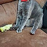 Mow Mow joined the competition — help win amazing prizes! cat, gray_cat, pet, animal, sitting, couch, leather_couch, red_collar, bow_collar, tongue_out, wide_eyes, portrait, indoor, living_room, furniture, toy, green_toy, whiskers, fluffy_fur, funny_expression