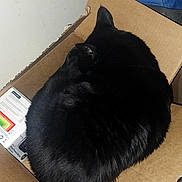 Bobber joined the competition — help win amazing prizes! cat, black_cat, pet, animal, sleeping, resting, curled_up, loaf_position, cardboard_box, indoors, home, blue_cushion, brown_floor, furniture, cozy, fluffy, fur, top_view, relaxed, household_objects