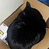 cat, black_cat, pet, animal, sleeping, resting, curled_up, loaf_position, cardboard_box, indoors, home, blue_cushion, brown_floor, furniture, cozy, fluffy, fur, top_view, relaxed, household_objects