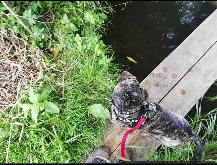 Bob The Knob is registered to the contest to win money with this photo: canidae, carnivore, collar, companion_dog, dog, dog_breed, grass, groundcover, herb, non_sporting_group, plant, shrub, soil, sporting_group, tail, terrestrial_animal, toy_dog, water, wood, working_animal