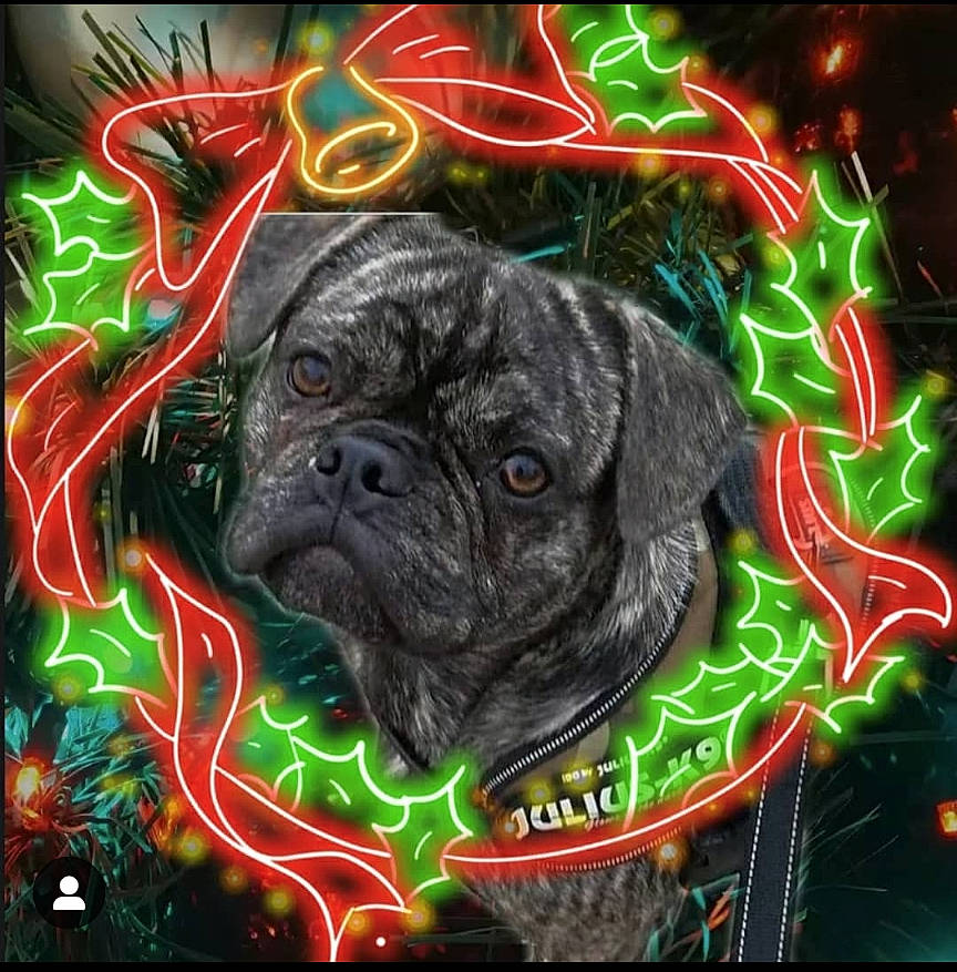 Bob The Knob is registered to the contest to win money with this photo: ancient_dog_breeds, art, carnivore, companion_dog, dog, dog_breed, font, graphic_design, graphics, grass, pug, snout, sporting_group, working_dog, wrinkle