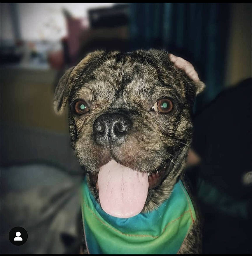 Bob The Knob is registered to the contest to win money with this photo: canidae, carnivore, companion_dog, dog, dog_breed, dog_collar, ear, electric_blue, fawn, fur, non_sporting_group, pug, puppy, snout, sporting_group, terrestrial_animal, toy_dog, whiskers, working_animal, wrinkle