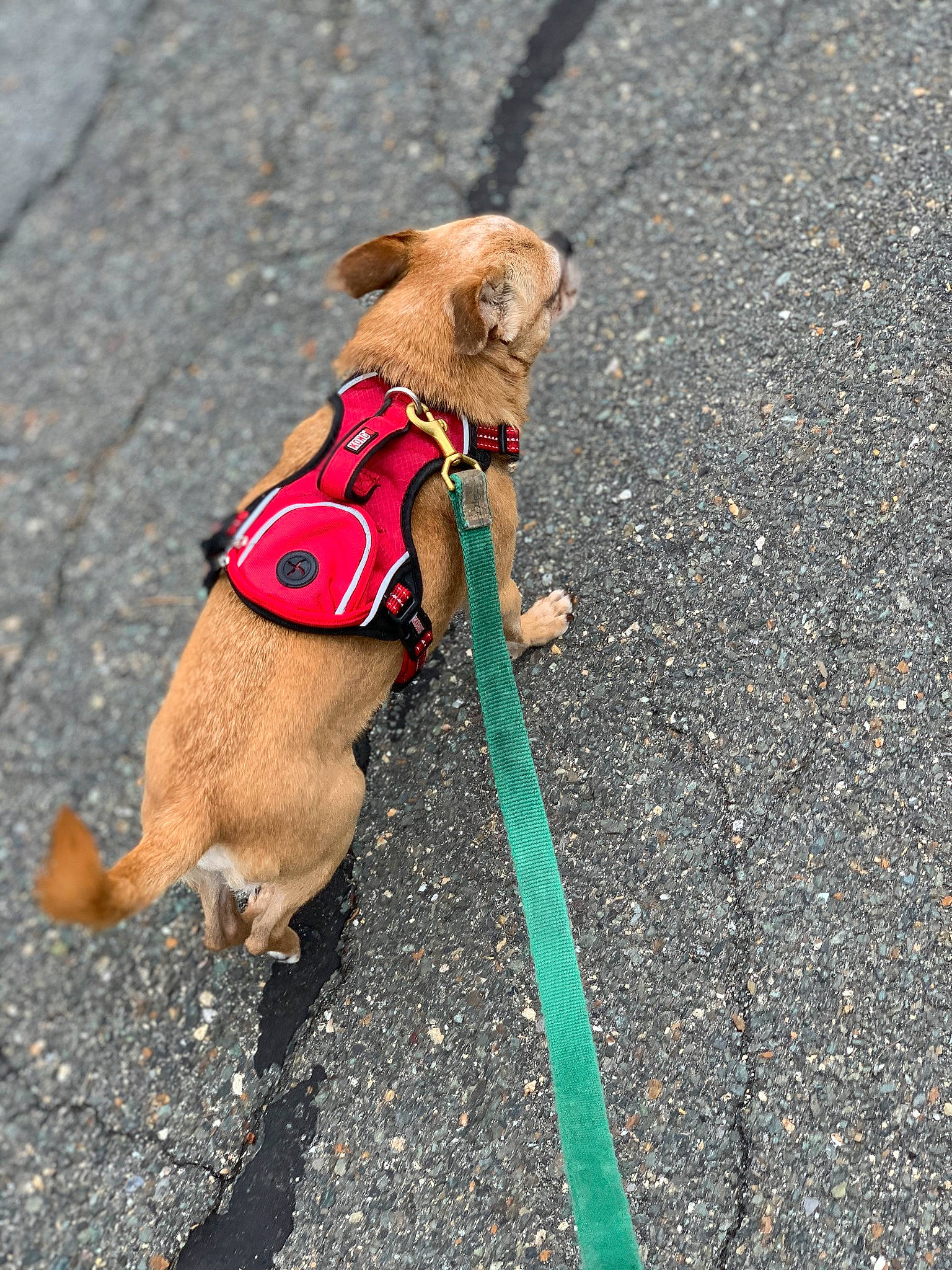 Gimli joined the competition — help win amazing prizes! asphalt, carnivore, collar, companion_dog, dog, dog_breed, dog_clothes, dog_collar, dog_supply, fawn, hat, leash, liver, pet_supply, road_surface, sidewalk, snout, tail, toy, working_animal