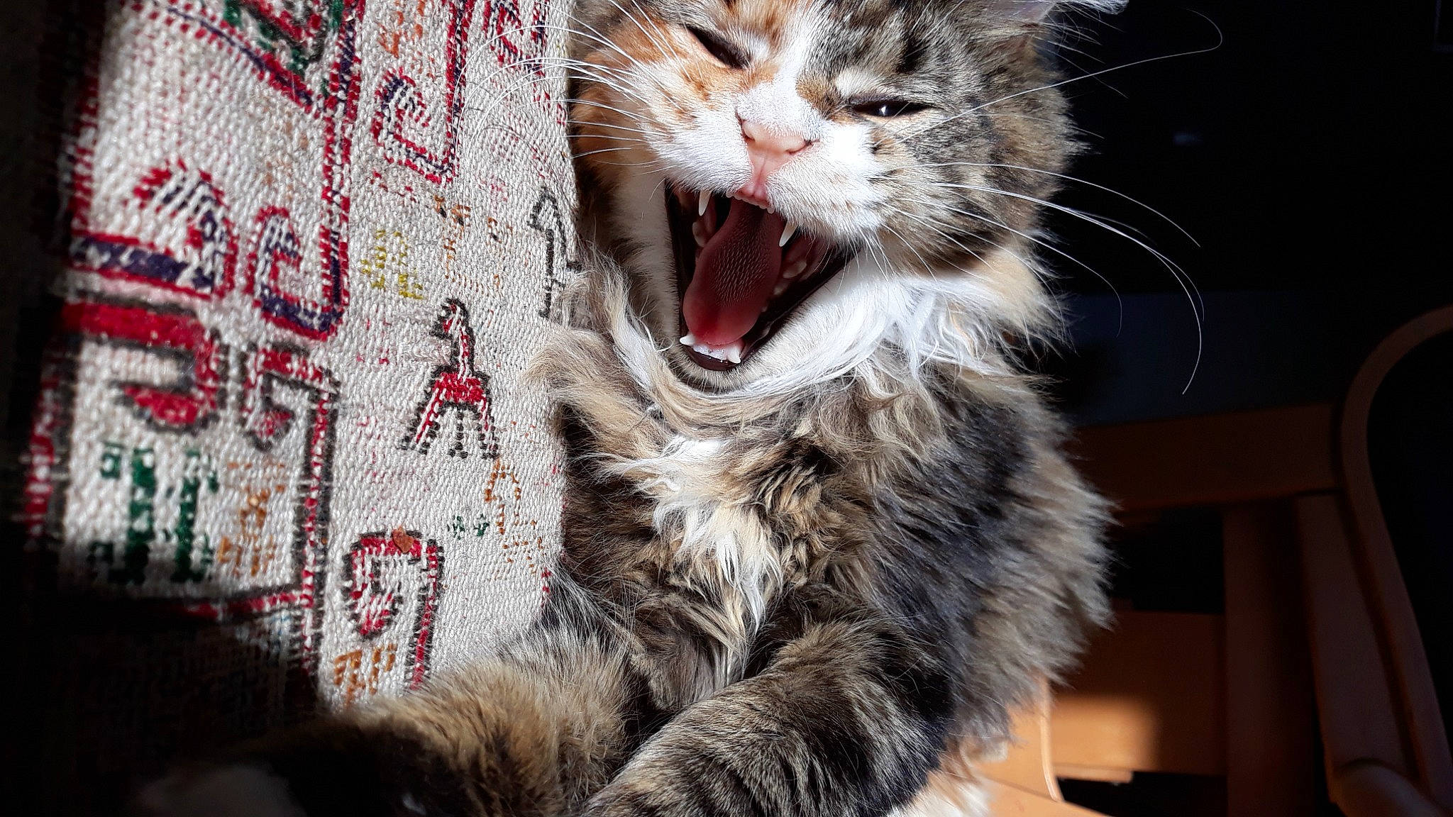 Roxanne a rejoint le concours — aidez-le/la à gagner de superbes lots ! carnivore, cat, claw, domestic_short_haired_cat, door, fang, felidae, fur, pattern, paw, photography, small_to_medium_sized_cats, snout, tooth, whiskers, window, woven_fabric, yawn