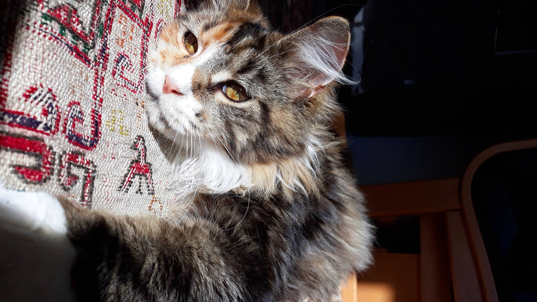 Roxanne participe au concours pour gagner de l'argent avec cette photo : carnivore, cat, claw, domestic_short_haired_cat, felidae, fur, paw, small_to_medium_sized_cats, snout, terrestrial_animal, whiskers, window