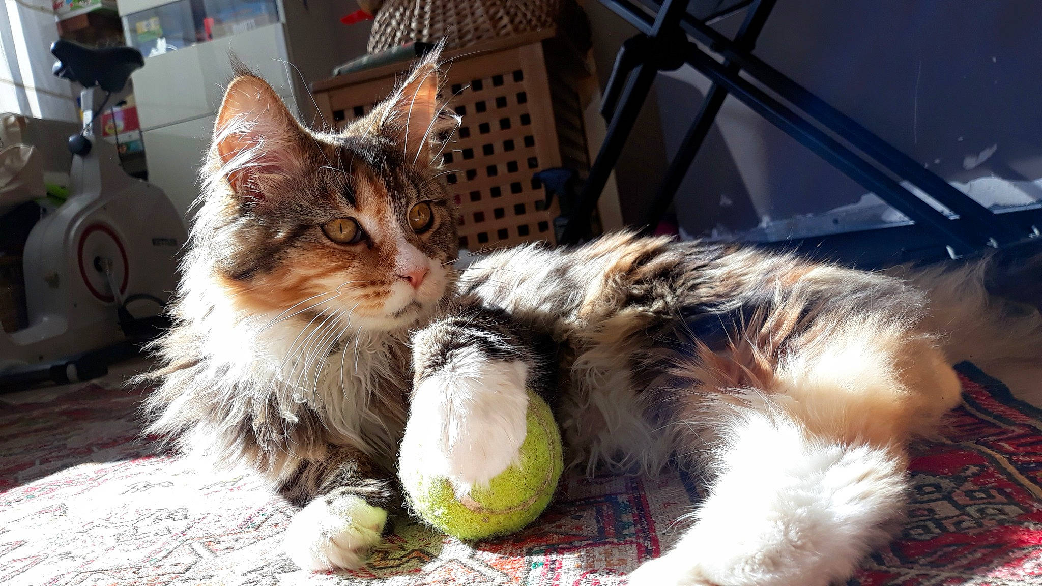 Roxanne participe au concours pour gagner de l'argent avec cette photo : ball, basket, carnivore, cat, claw, domestic_short_haired_cat, felidae, foot, fur, grass, paw, plant, sitting, small_to_medium_sized_cats, snout, sports_equipment, tail, tennis_ball, toy, whiskers