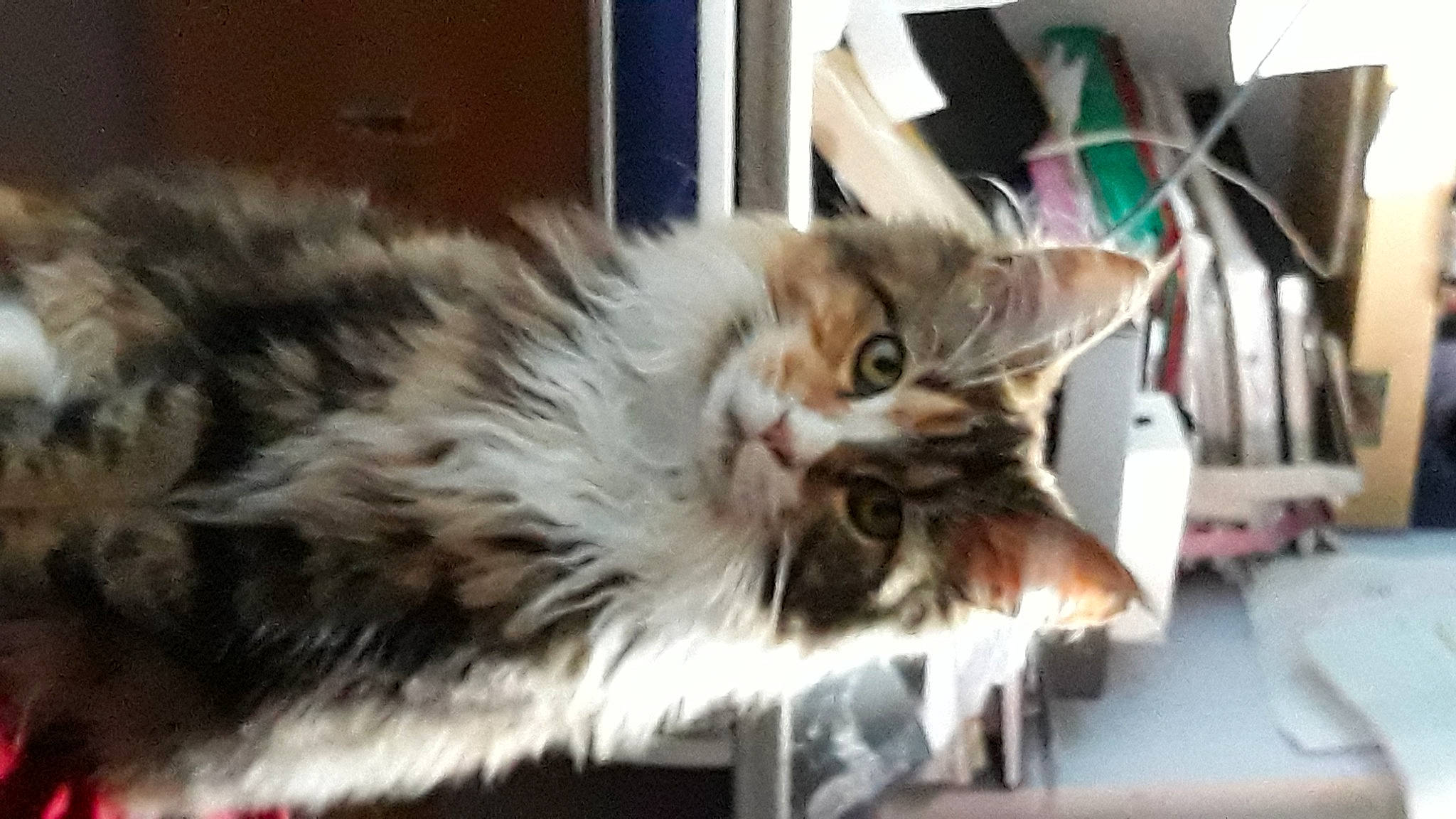 Roxanne a rejoint le concours — aidez-le/la à gagner de superbes lots ! carnivore, cat, felidae, fur, paw, small_to_medium_sized_cats, snout, tail, whiskers