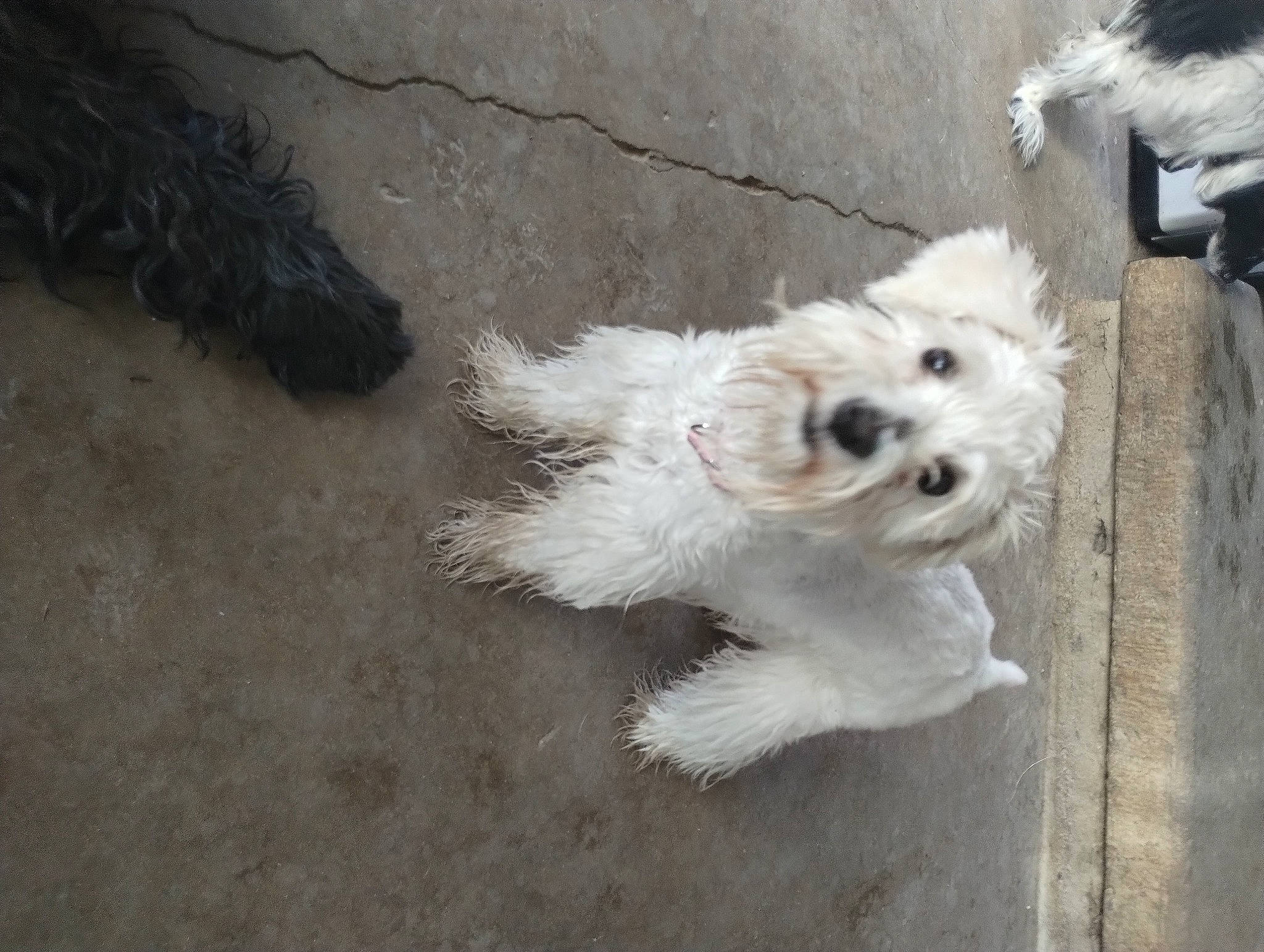 Mini is registered to the contest to win money with this photo: bichon, carnivore, cockapoo, companion_dog, dog, dog_breed, dog_supply, fur, labradoodle, mal_shi, maltepoo, pekapoo, poodle_crossbreed, puppy_love, shih_poo, small_terrier, sunglasses, terrier, toy_dog, working_animal