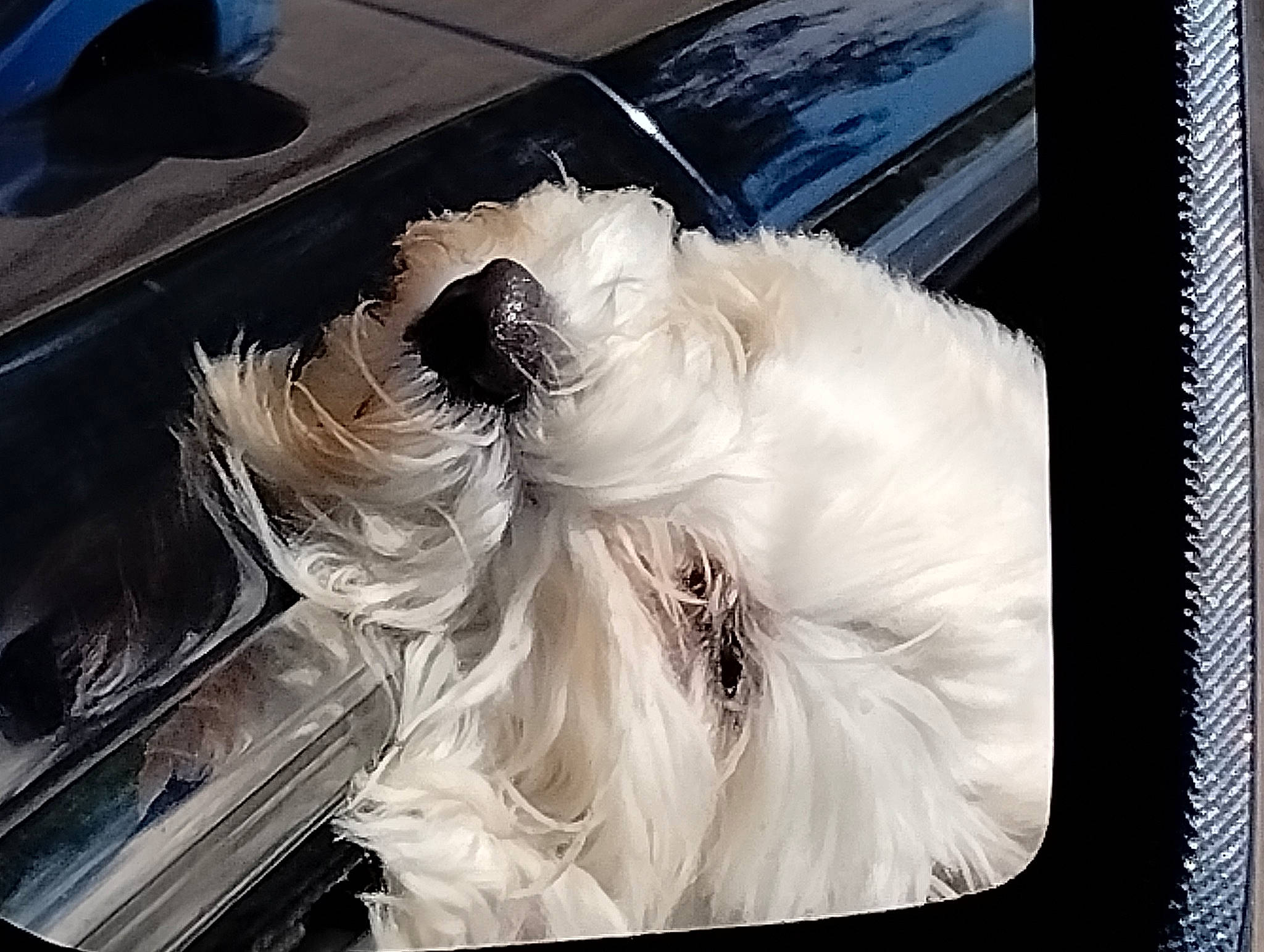 Mini is registered to the contest to win money with this photo: auto_part, automotive_design, automotive_exterior, baggage, canidae, carnivore, companion_dog, dog_breed, fashion_accessory, feather, fur, personal_luxury_car, plastic_bag, rectangle, sporting_group, suitcase, tail, toy_dog, trunk, vehicle_door