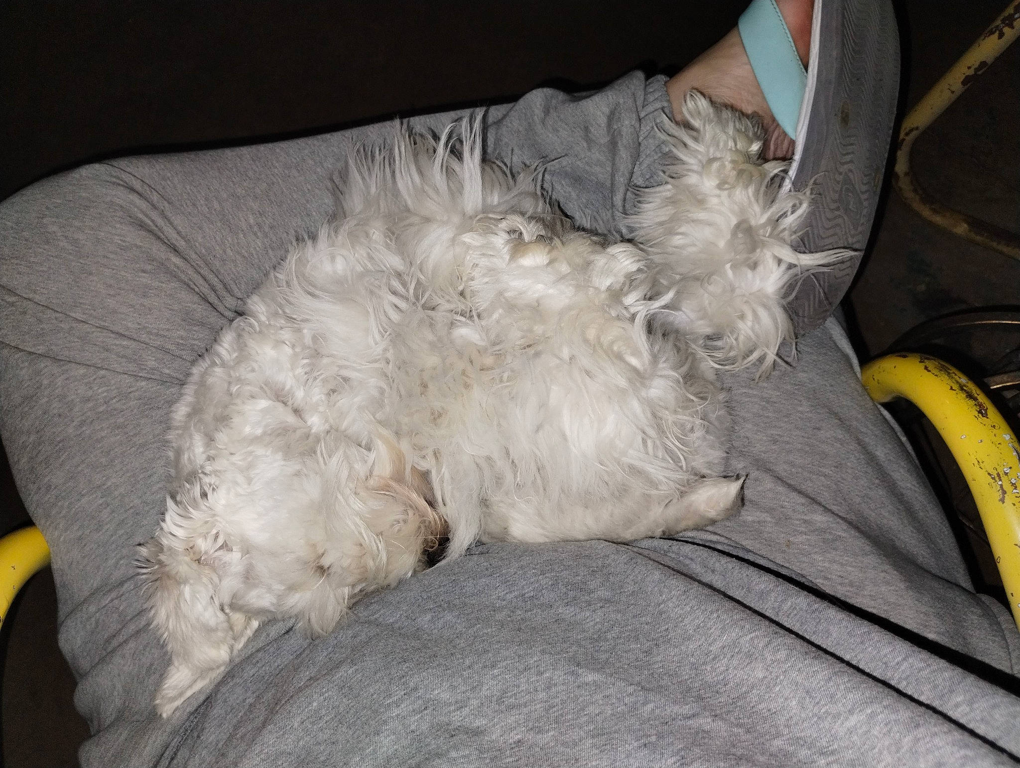 Mini joined the competition — help win amazing prizes! canidae, carnivore, comfort, companion_dog, dog, dog_breed, foot, fur, human_leg, nap, non_sporting_group, paw, shih_poo, sleep, sleeve, snout, sporting_group, tail, terrier, toy_dog