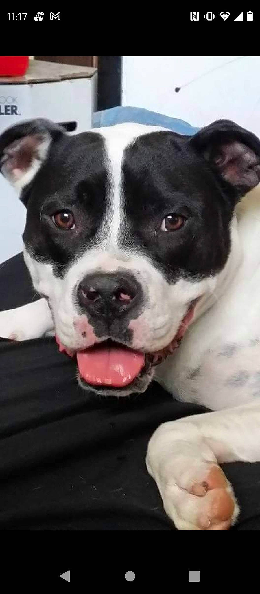 Arrow is registered to the contest to win money with this photo: bored, canidae, carnivore, collar, companion_dog, dog, dog_breed, dog_collar, fawn, fur, non_sporting_group, snout, sporting_group, whiskers, working_animal, working_dog