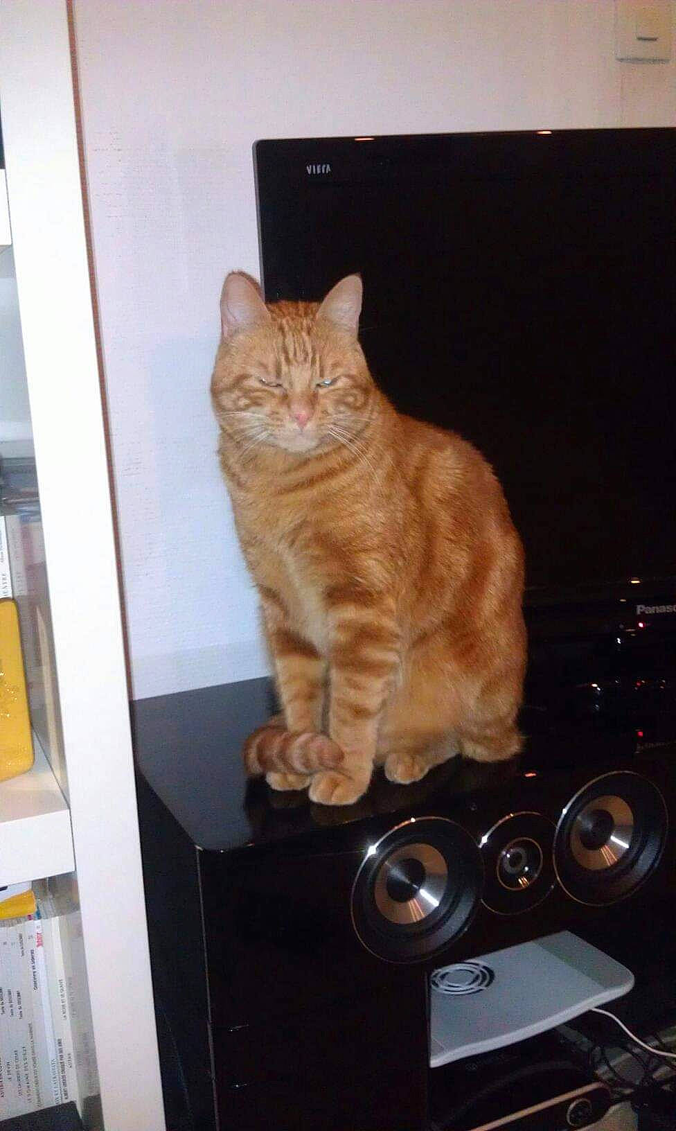 Gyzmo a rejoint le concours — aidez-le/la à gagner de superbes lots ! audio_equipment, carnivore, cat, electronic_device, electronic_instrument, fawn, felidae, gadget, home_appliance, major_appliance, output_device, small_to_medium_sized_cats, snout, studio_monitor, tail, technology, television, television_set, whiskers, wood