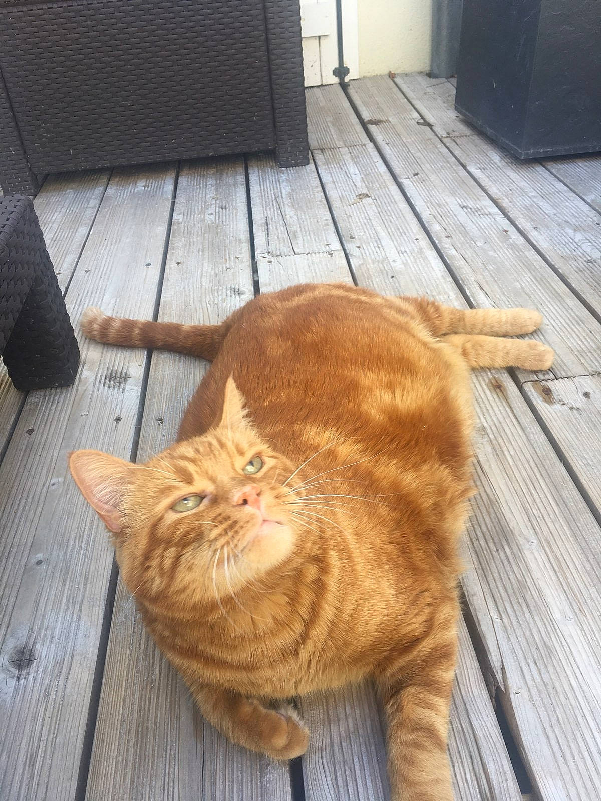 Gyzmo a rejoint le concours — aidez-le/la à gagner de superbes lots ! carnivore, cat, eye, fawn, felidae, floor, flooring, hair, hardwood, laminate_flooring, mammal, plant, small_to_medium_sized_cats, snout, vertebrate, whiskers, window, wood, wood_flooring, wood_stain