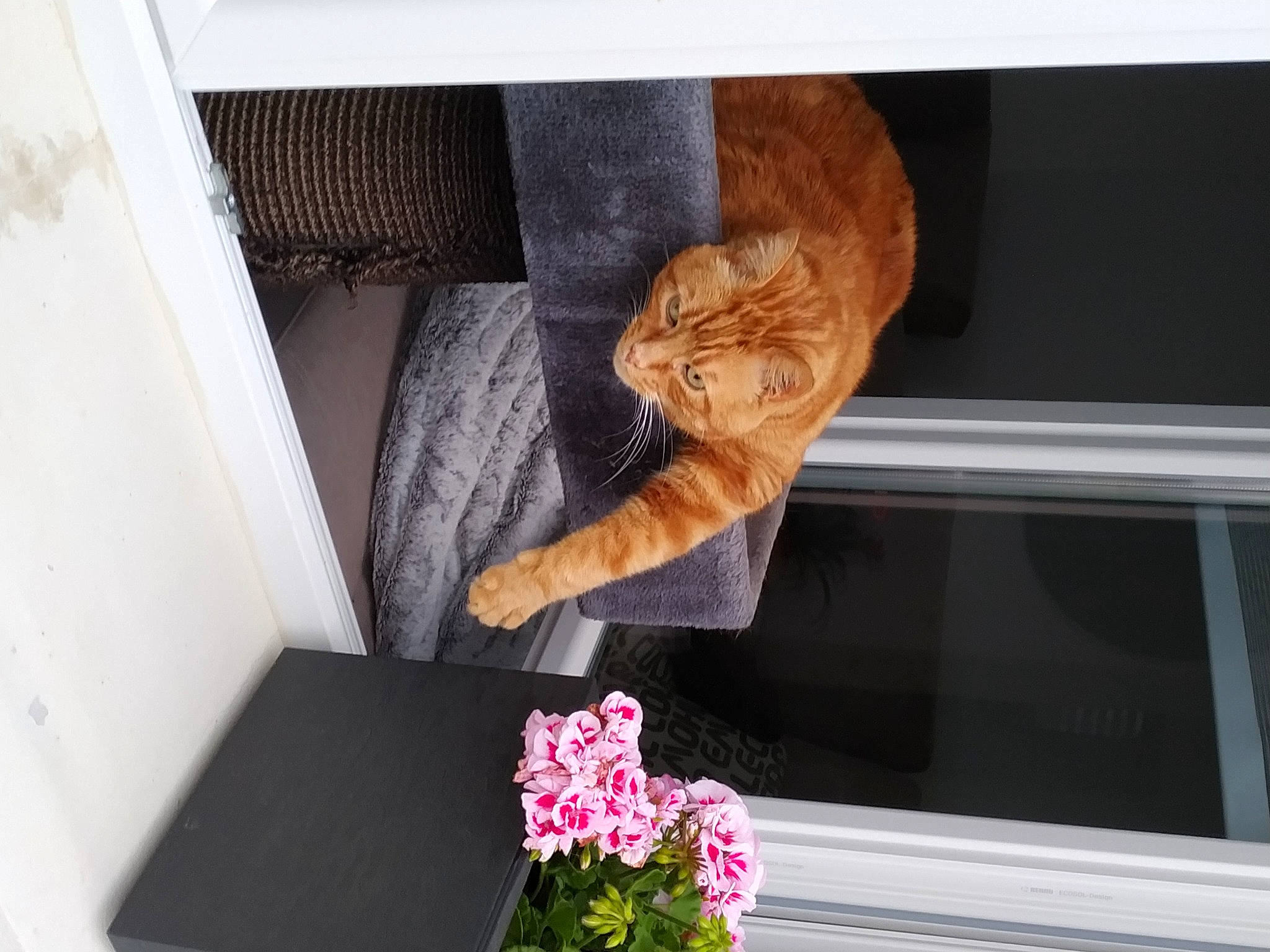 Gyzmo participe au concours pour gagner de l'argent avec cette photo : carnivore, cat, cat_supply, comfort, domestic_short_haired_cat, fawn, felidae, flower, flower_arranging, fur, interior_design, petal, plant, room, small_to_medium_sized_cats, table, tail, whiskers, window, wood