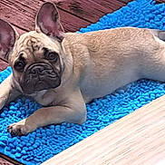 Lily is registered to the contest to win money with this photo: dog, french_bulldog, puppy, blue_rug, wooden_floor, pet, animal, laying_down, cute, ears, brown, fur, flooring, texture, indoor, looking, resting, canine, young, companion