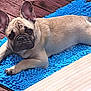 dog, french_bulldog, puppy, blue_rug, wooden_floor, pet, animal, laying_down, cute, ears, brown, fur, flooring, texture, indoor, looking, resting, canine, young, companion