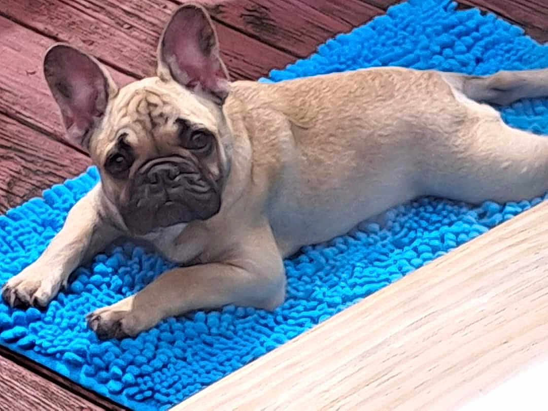 Lily is registered to the contest to win money with this photo: dog, french_bulldog, puppy, blue_rug, wooden_floor, pet, animal, laying_down, cute, ears, brown, fur, flooring, texture, indoor, looking, resting, canine, young, companion