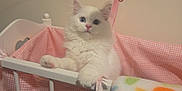 Snow is registered to the contest to win money with this photo: kitten, cat, white_cat, blue_eyes, crib, pink, gingham, blanket, lion_pattern, nursery, cute, fluffy, pet, indoor, feline, paw, toy, baby_furniture, cozy, animal