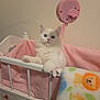 kitten, cat, white_cat, blue_eyes, crib, pink, gingham, blanket, lion_pattern, nursery, cute, fluffy, pet, indoor, feline, paw, toy, baby_furniture, cozy, animal