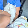 Snow joined the competition — help win amazing prizes! kitten, cat, blue_eyes, fluffy, person, blue_shirt, car_seat, seatbelt, blanket, arm, cozy, indoor, pet, animal, cute, white_fur, comfort, resting, close_up, casual