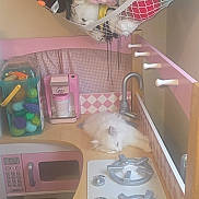 Snow joined the competition — help win amazing prizes! cat, toy_kitchen, plush_toys, net, sleeping, white_cat, toy_stove, toy_coffee_maker, toy_microwave, pink, wooden_counter, indoor, carpet, childrens_toys, play_area, stuffed_animals, cute, resting, small_space, household