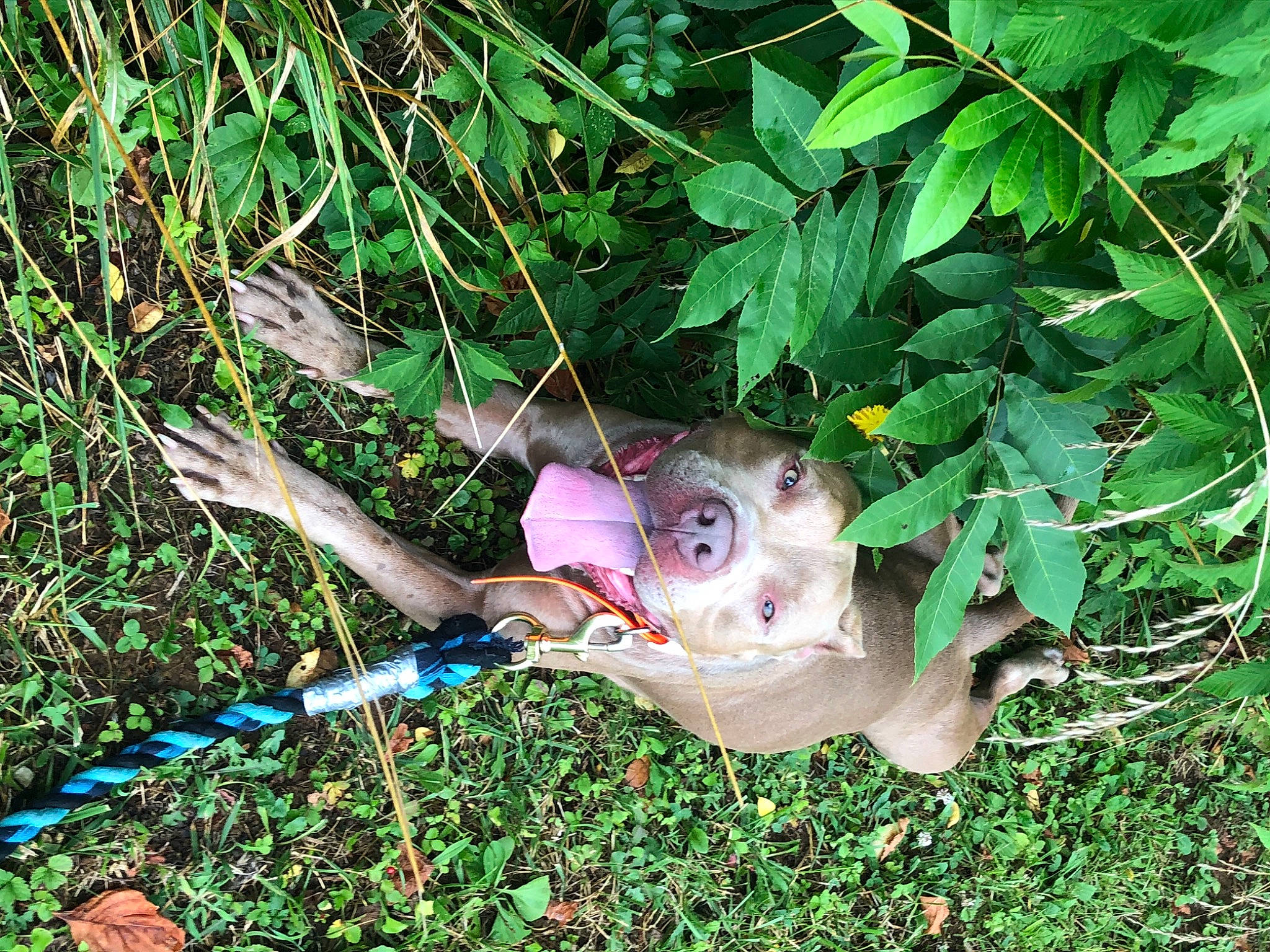 Django joined the competition — help win amazing prizes! amphibian, canidae, fawn, fish, grass, groundcover, herb, lawn_ornament, plant, reptile, sculpture, sporting_group, tail, terrestrial_animal, terrestrial_plant, toy, tree, twig, wildlife