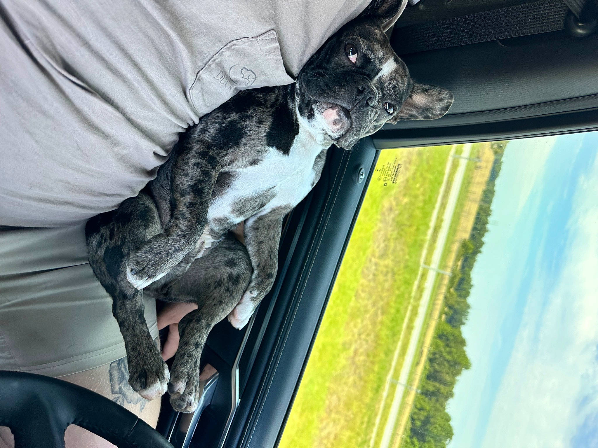 Prince is registered to the contest to win money with this photo: auto_part, canidae, carnivore, cloud, collar, companion_dog, dog, dog_breed, fawn, felidae, grass, sky, small_to_medium_sized_cats, snout, sporting_group, tail, vehicle_door, whiskers, window, windshield