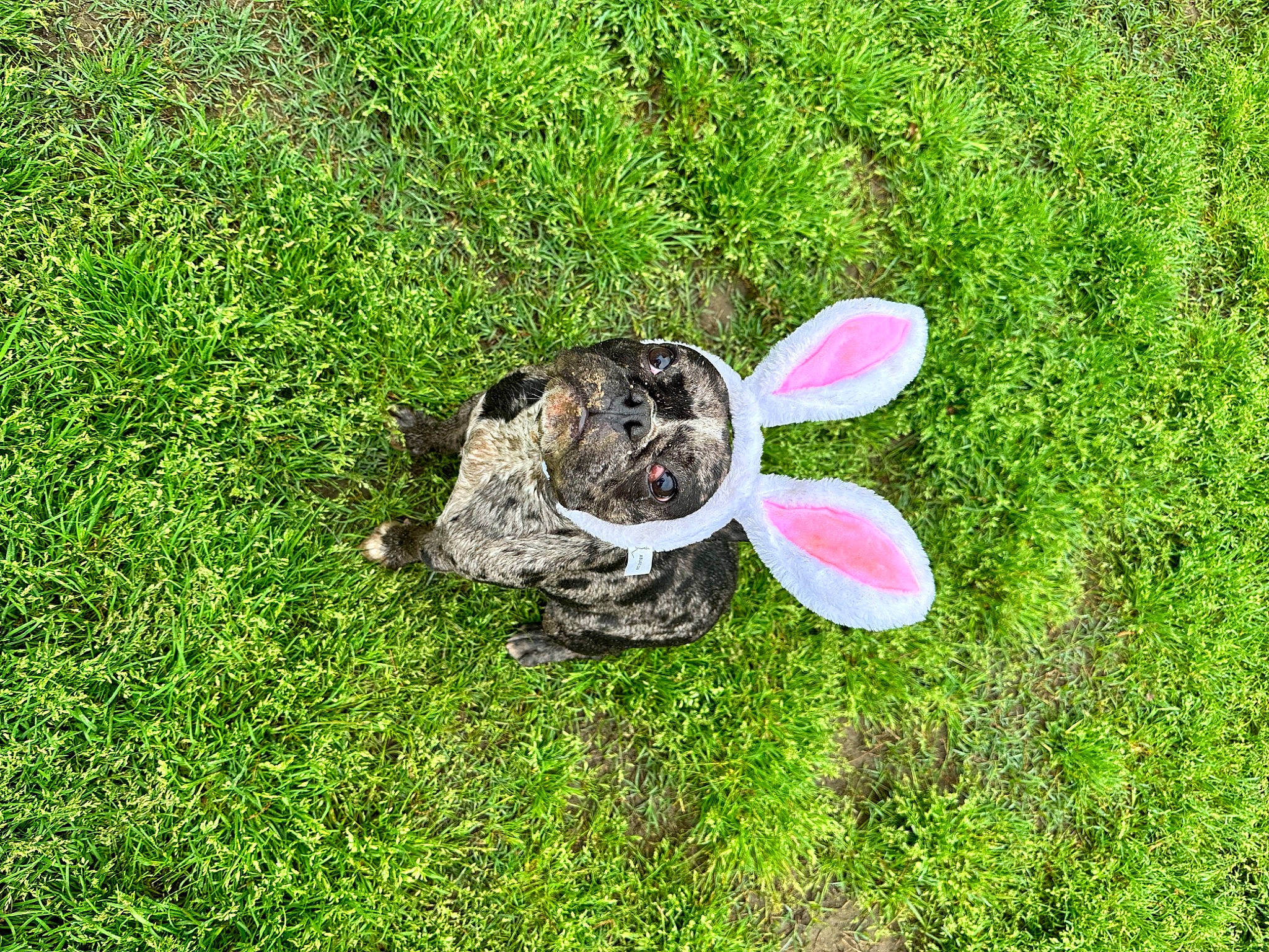 Prince is registered to the contest to win money with this photo: circle, dog_breed, garden, grass, grassland, groundcover, herbaceous_plant, lawn, meadow, natural_landscape, pasture, people_in_nature, petal, plant, shrub, soil, tail