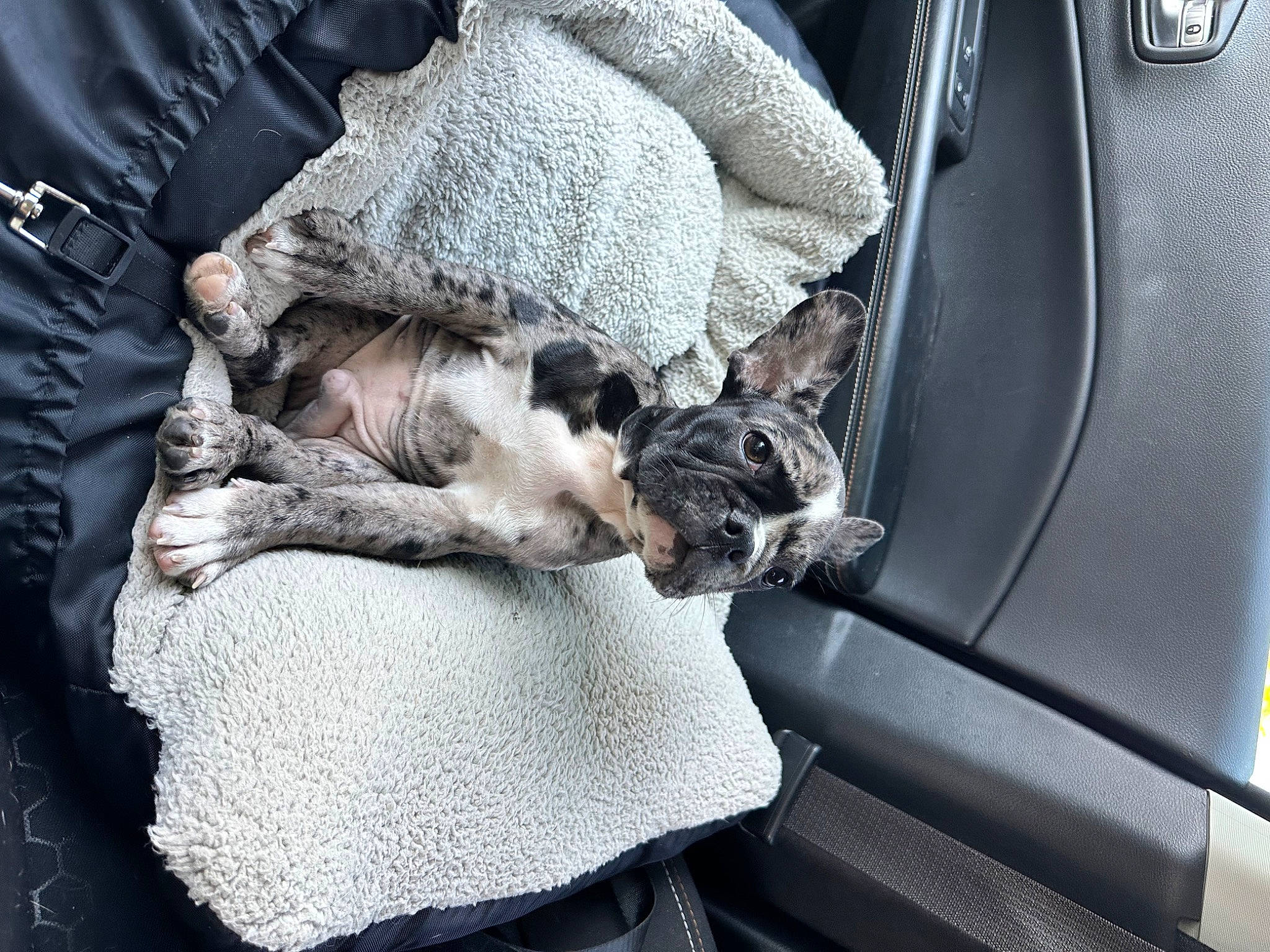 Prince joined the competition — help win amazing prizes! auto_part, automotive_exterior, car_seat, carnivore, comfort, companion_dog, dog, dog_breed, family_car, fawn, felidae, fur, grey, linens, small_to_medium_sized_cats, tail, trunk, vehicle, vehicle_door, whiskers