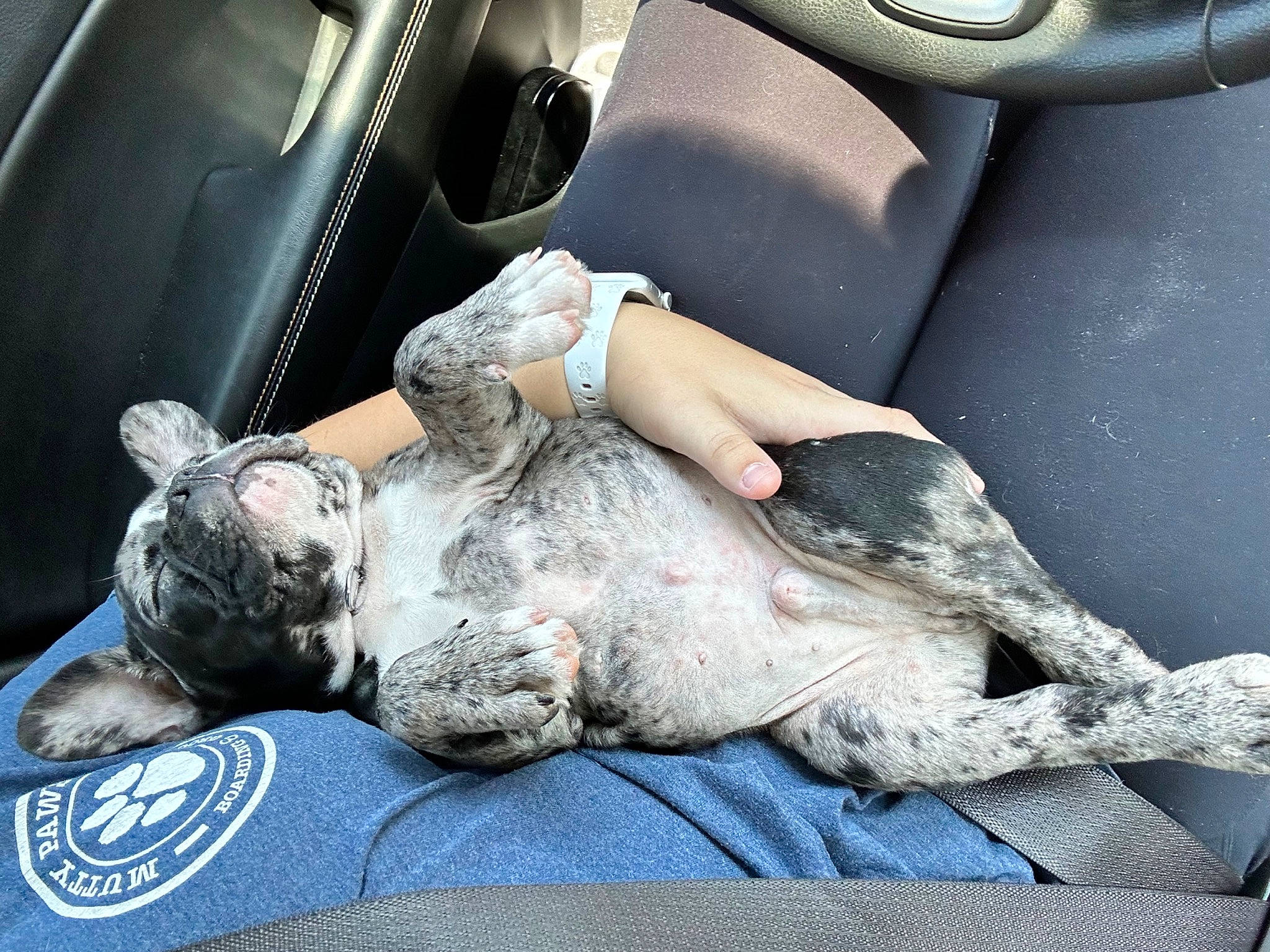 Prince is registered to the contest to win money with this photo: auto_part, automotive_design, automotive_exterior, automotive_lighting, automotive_tire, car, car_seat, car_seat_cover, carnivore, comfort, couch, dog, family_car, grey, human_leg, motor_vehicle, personal_luxury_car, steering_wheel, vehicle, vehicle_door
