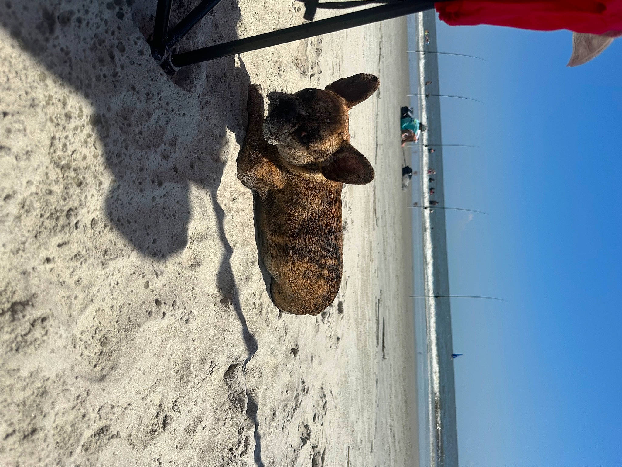 Echo is registered to the contest to win money with this photo: carnivore, concrete, dog, dog_breed, fawn, fur, line, paw, shadow, sky, snout, soil, sporting_group, tail, trunk, window, wood, working_animal