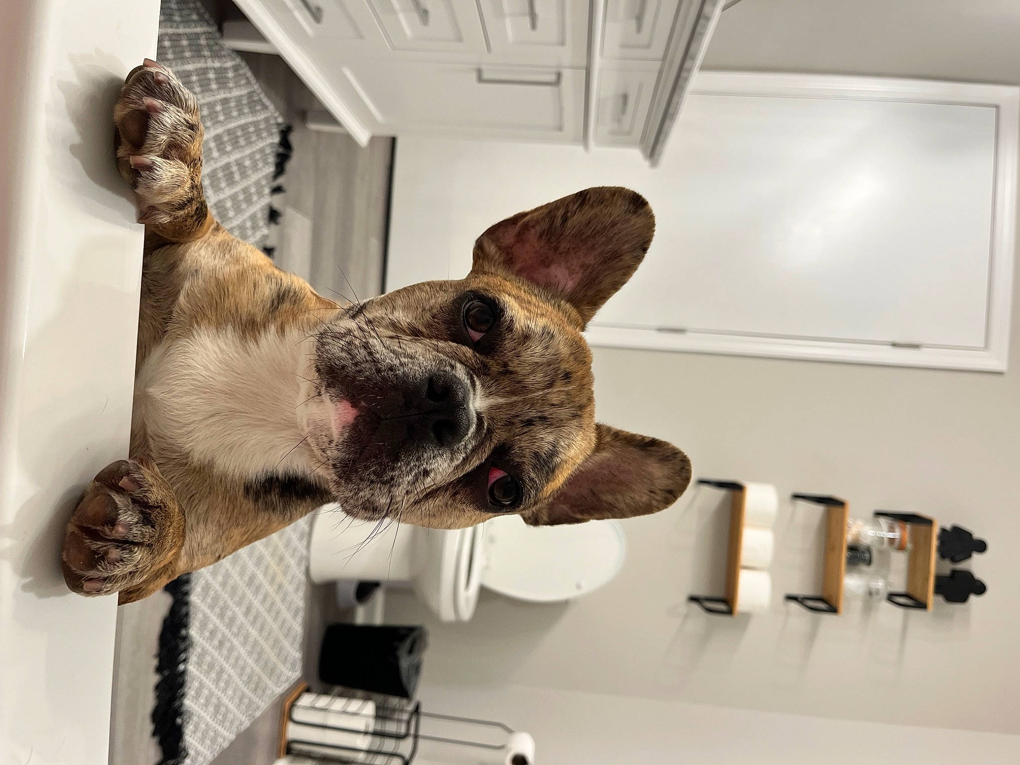 Echo is registered to the contest to win money with this photo: canidae, carnivore, ceiling, collar, companion_dog, dog, dog_breed, ear, fawn, fur, gesture, room, snout, sporting_group, tail, whiskers, whiteboard, working_animal