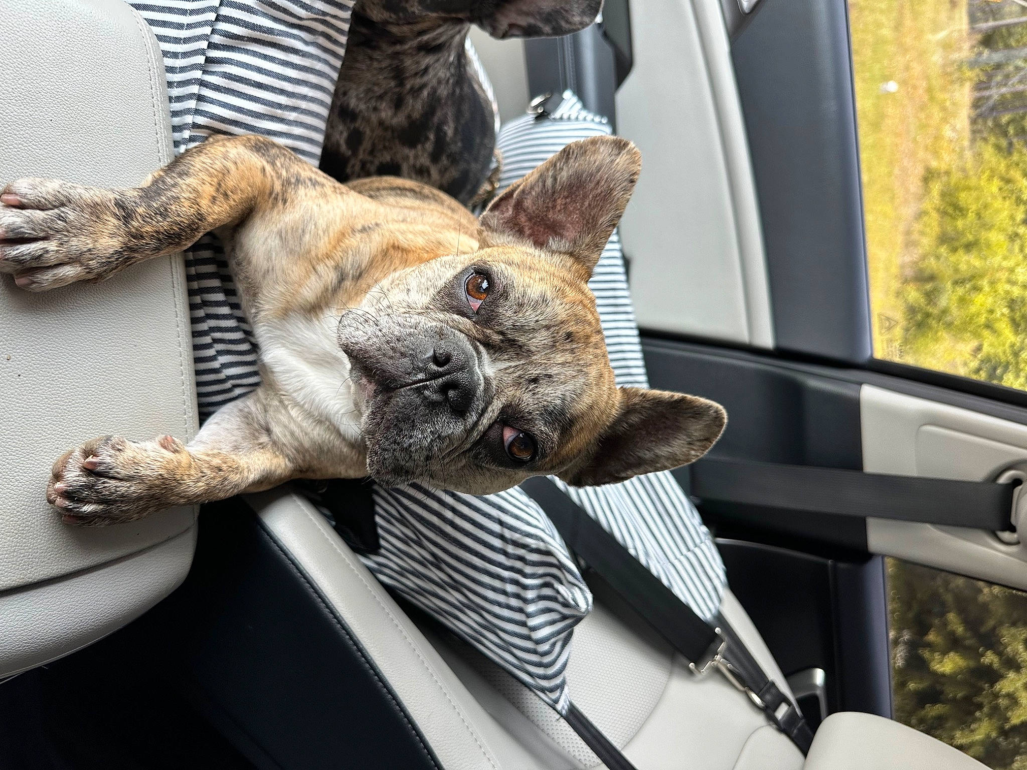 Echo is registered to the contest to win money with this photo: auto_part, carnivore, collar, comfort, companion_dog, dog, dog_breed, fawn, felidae, fur, gesture, human_leg, small_to_medium_sized_cats, snout, terrestrial_animal, vehicle, whiskers, window, windshield, working_animal