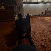 Rambo joined the competition — help win amazing prizes! animal, black_dog, brown_carpet, carpet, curtains, dark, dog, doll, figurines, floor, framed_picture, home, indoor, low_light, pet, room, shadow, tongue_out, vintage, window
