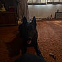 animal, black_dog, brown_carpet, carpet, curtains, dark, dog, doll, figurines, floor, framed_picture, home, indoor, low_light, pet, room, shadow, tongue_out, vintage, window