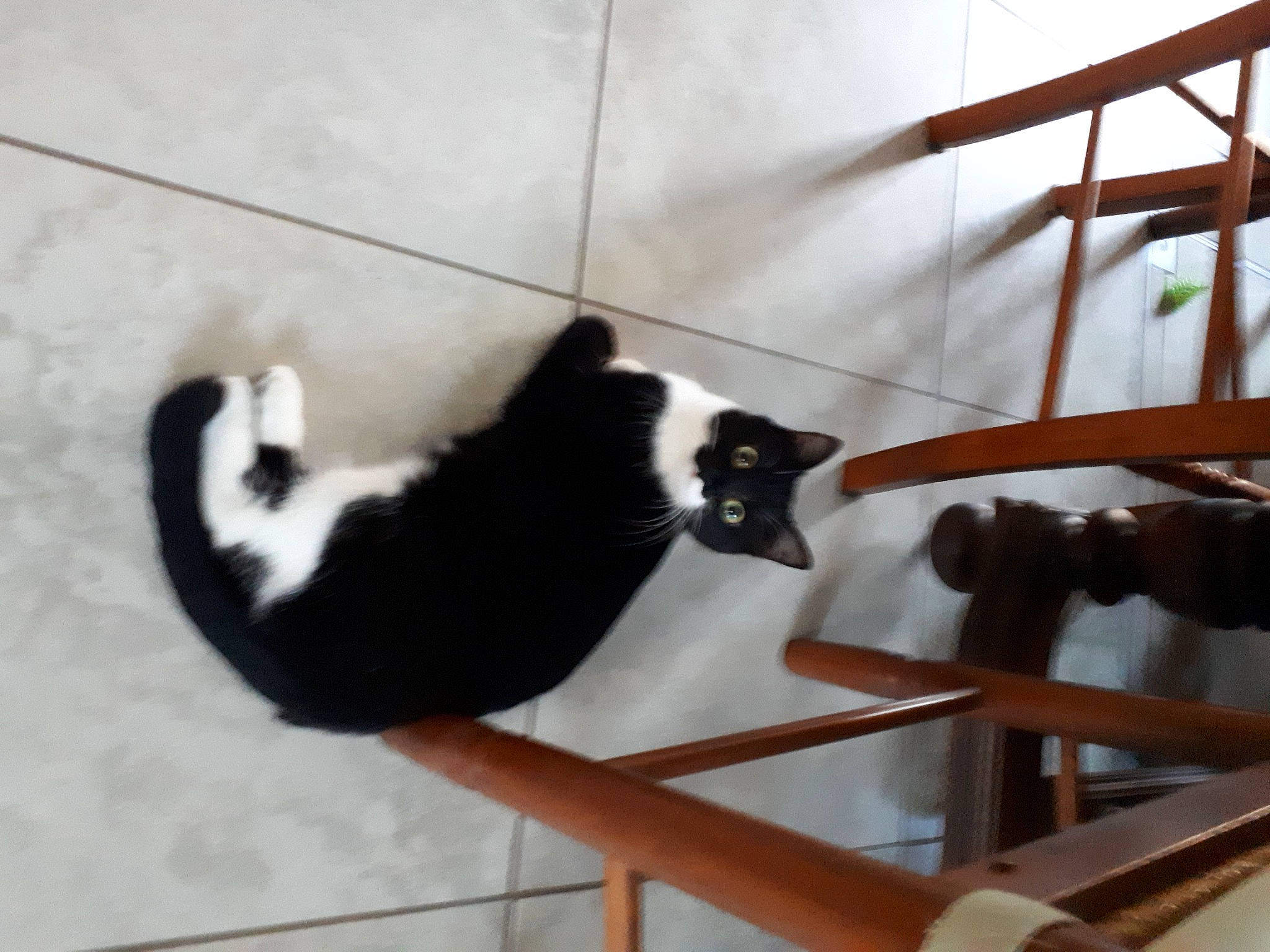 Kyo a rejoint le concours — aidez-le/la à gagner de superbes lots ! carnivore, cat, felidae, fur, mammal, metal, paw, pet_supply, small_to_medium_sized_cats, tail, terrestrial_animal, vertebrate, whiskers, wood