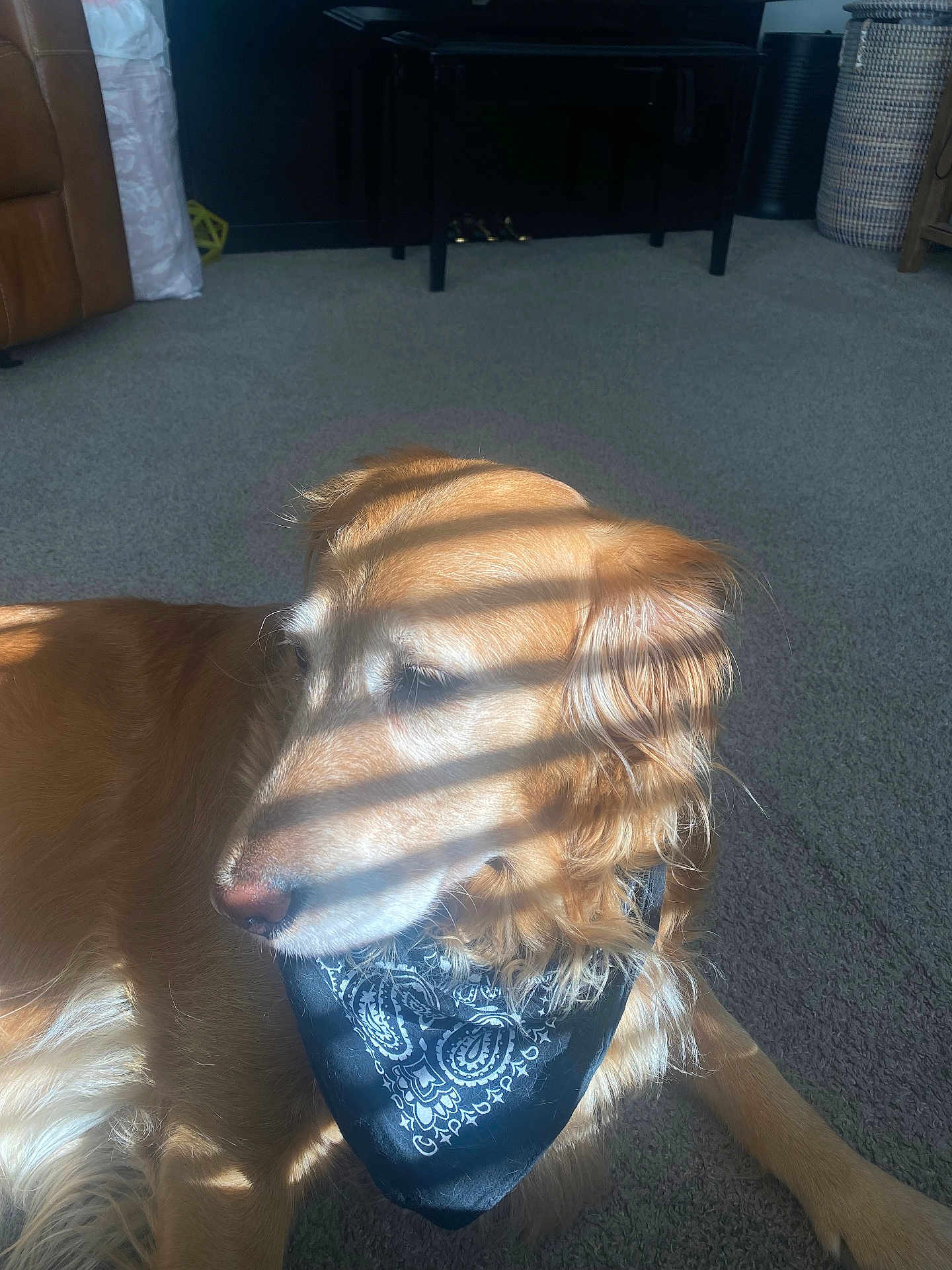 Alpha