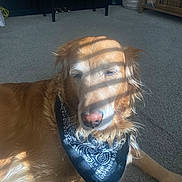Alpha joined the competition — help win amazing prizes! dog, golden_retriever, bandana, carpet, indoor, sunlight, shadow, striped_shadow, pet, animal, relaxed, sleeping, closeup, fur, nose, whiskers, ears, muzzle, paw, resting