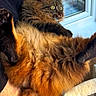 cat, long_hair, fluffy, brown_fur, golden_fur, green_eyes, pet, animal, feline, whiskers, ears, paws, lying_down, lounging, window, indoors, sunlight, close_up, portrait, cozy