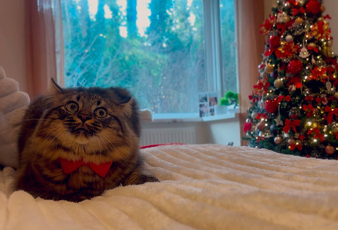 Mowgli joined the competition — help win amazing prizes! animal, architecture, building, cat, christmas, christmasdecorations, christmastree, couch, festival, furniture, indoors, kitten, livingroom, manx, pet, plant, room, tree, window, wood