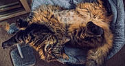 Mowgli is registered to the contest to win money with this photo: cat, cats, tabby, long_hair, fluffy, orange, brown, black, sleeping, lying_down, belly_up, upside_down, pet, animal, chair, cushion, indoor, relaxed, cat_brush, home
