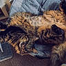 cat, cats, tabby, long_hair, fluffy, orange, brown, black, sleeping, lying_down, belly_up, upside_down, pet, animal, chair, cushion, indoor, relaxed, cat_brush, home